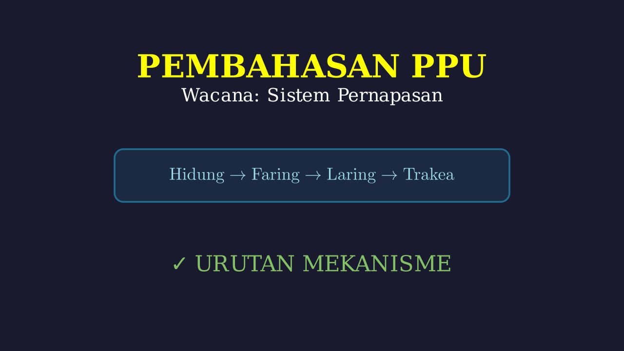 Tahapan Sistem Pernapasan Manusia: Step by Step