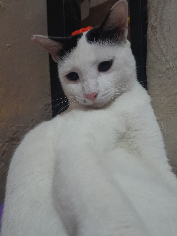 Pio