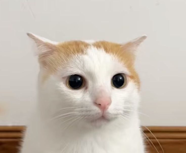 Chengg