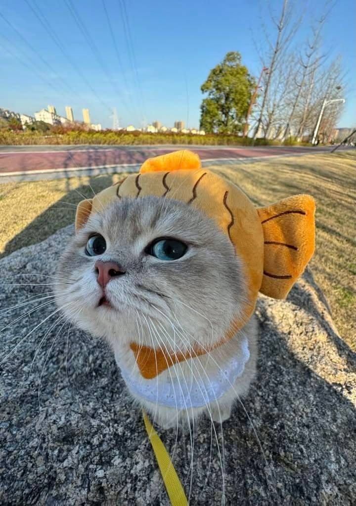 yayaa