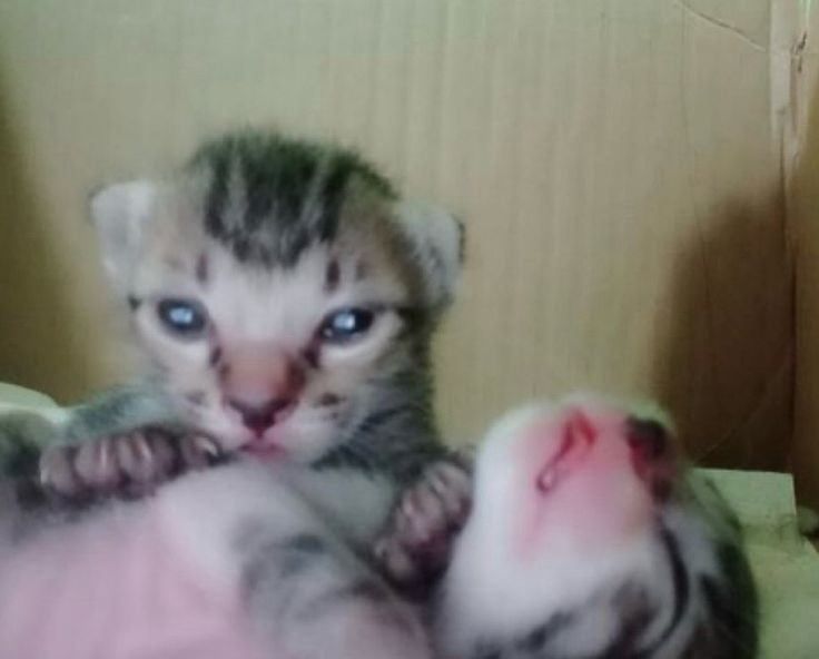 Chiiwawaaa